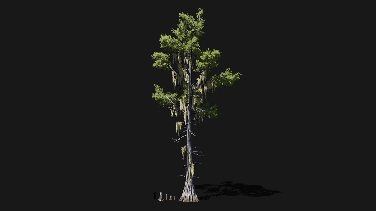 Mid Poly Asset Realistic mid poly Bald Cypress Tree | Fab