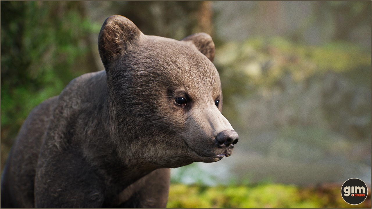 Media 1 for listing Animalia - Brown Bear (young)
