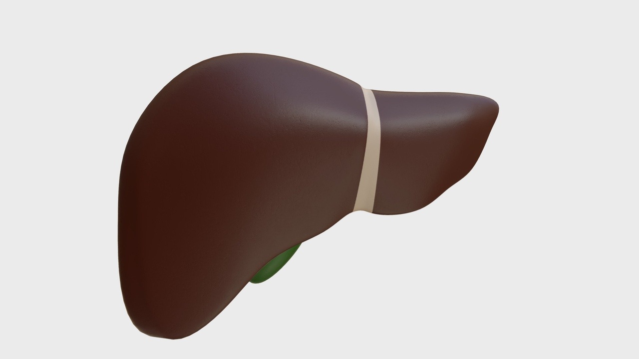 Media 1 for listing Anatomy - Human Liver and Gallbladder