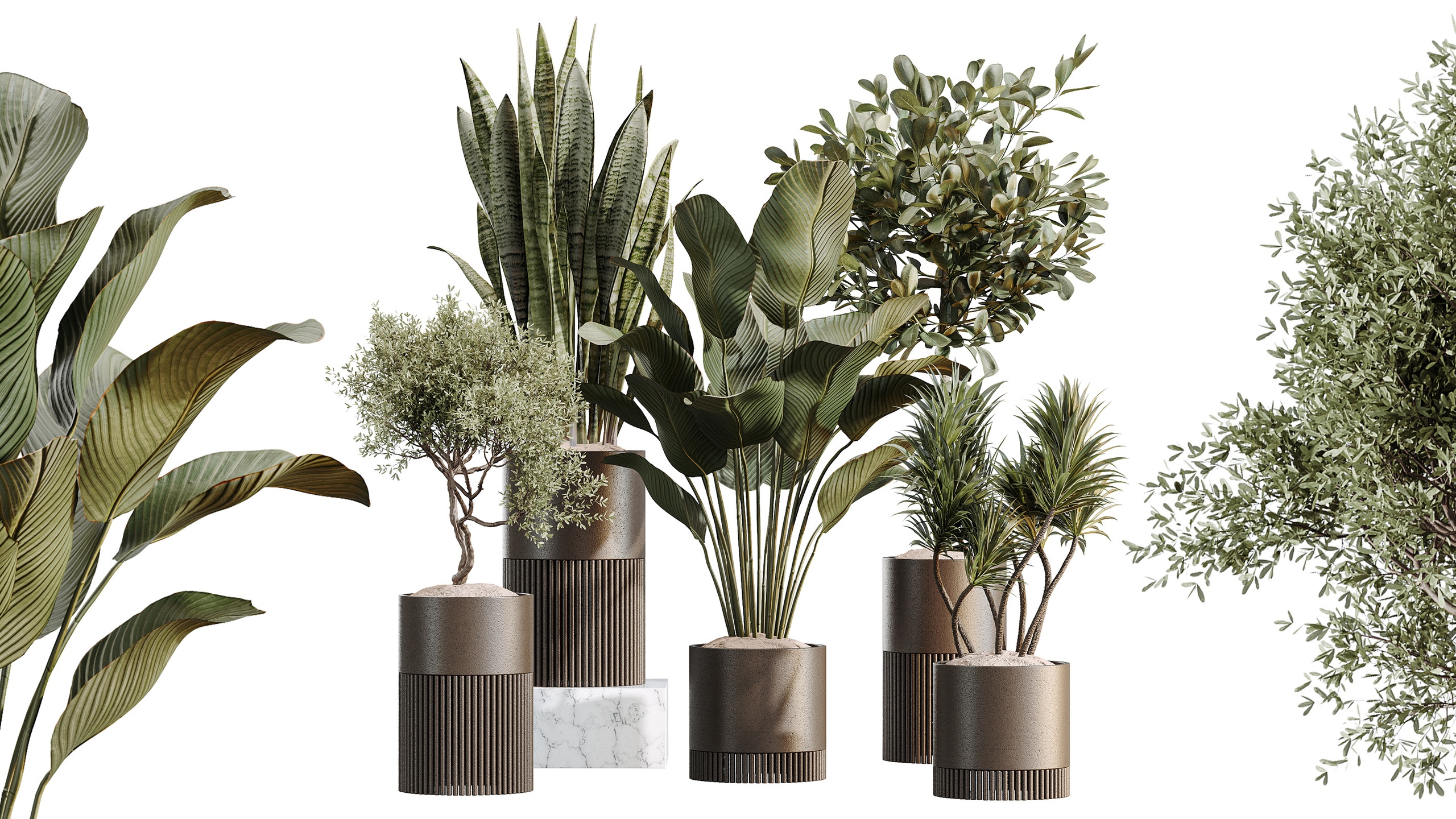 Media 1 for listing AV Indoor Plants Set 508 Yucca Ficus microcarpa Calathea Lutea Sansevieria Olive