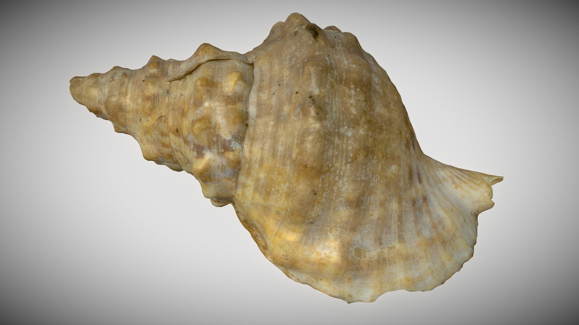 Mollusk Sea Shell | Fab
