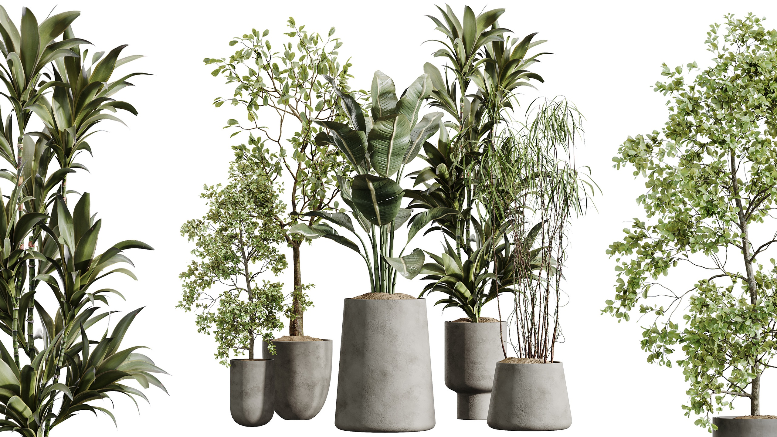 Media 1 for listing AV Indoor Plants Set 400 Japandi Dracaena Warneckii Bird Of Paradise Olive