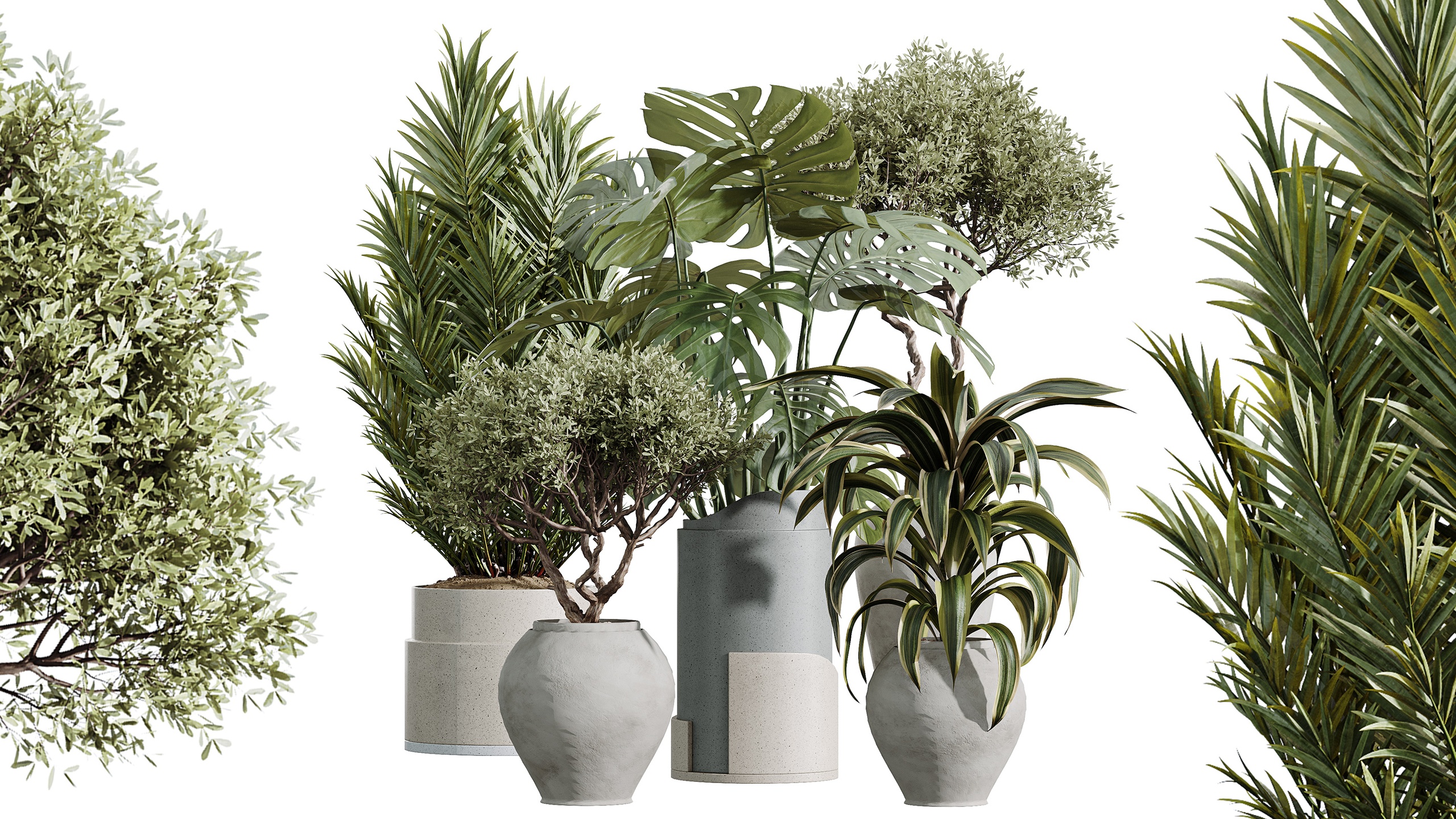 Media 1 for listing AV Indoor Plants Set 503 Dracaena Warneckii Olive Elegant Monstera Areca Palm