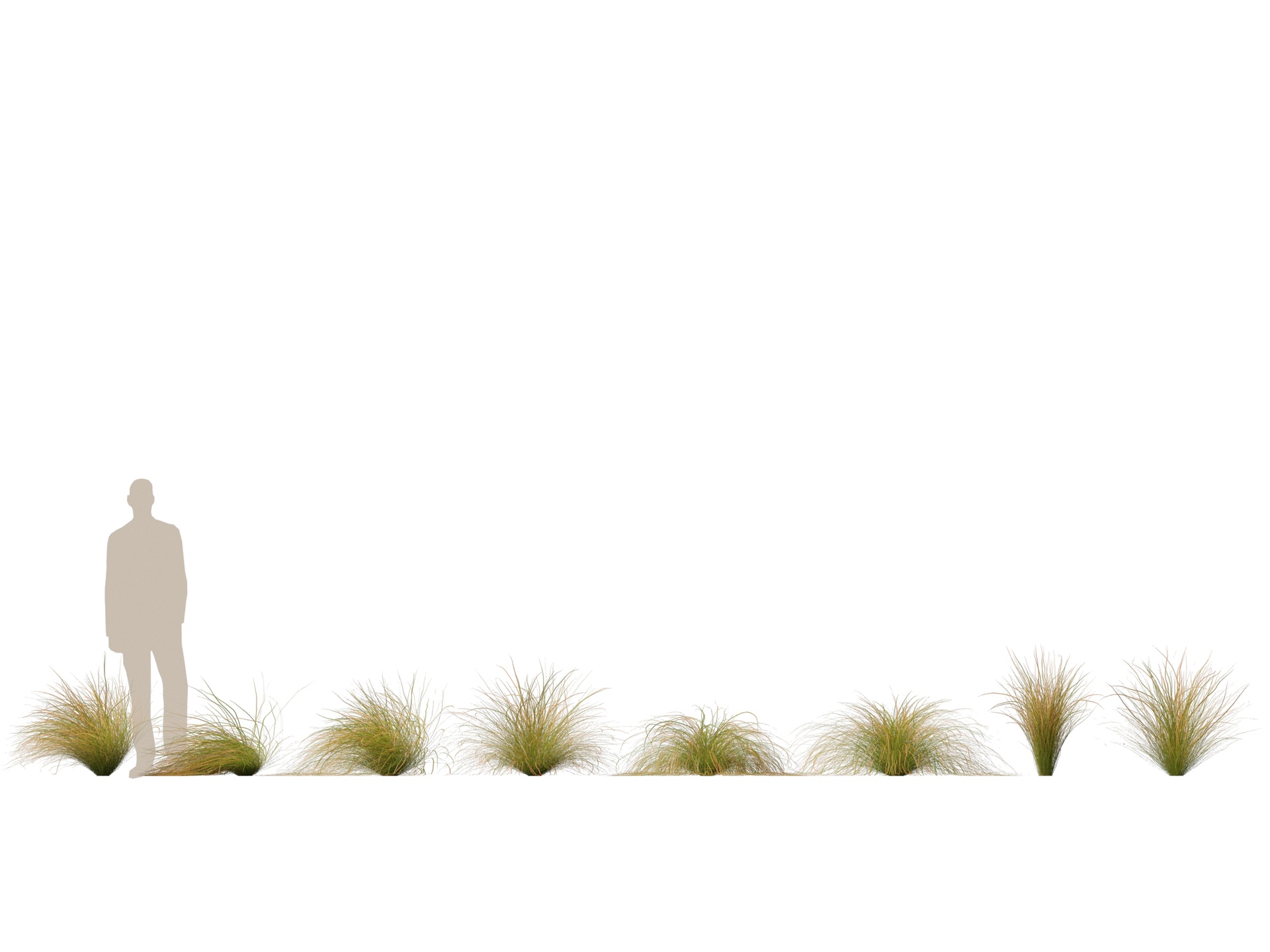 Media 1 for listing (Highpoly+Low Poly) Carex dipsacea - teasel sedge