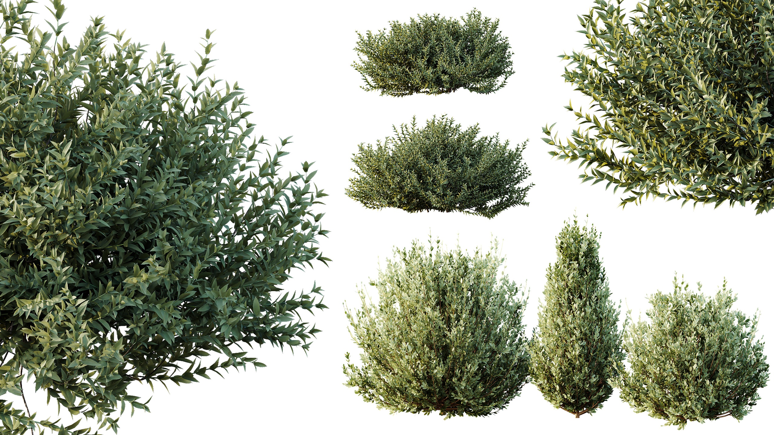 Media 1 for listing AV Gray Box Westringia Fruticosa Coastal Rosemary and Montra Olive Bushes