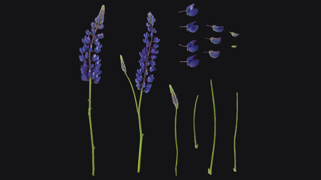 Media 1 for listing Lupinus Perennis