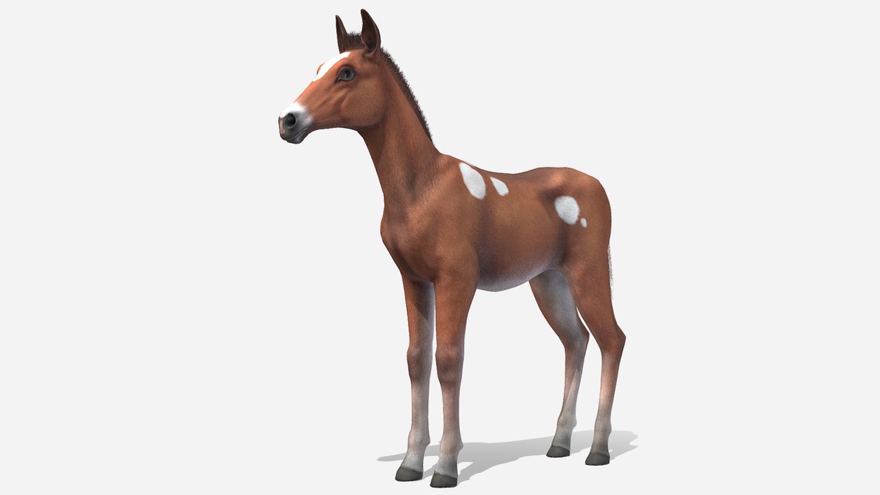 Media 1 for listing Horse - Foal
