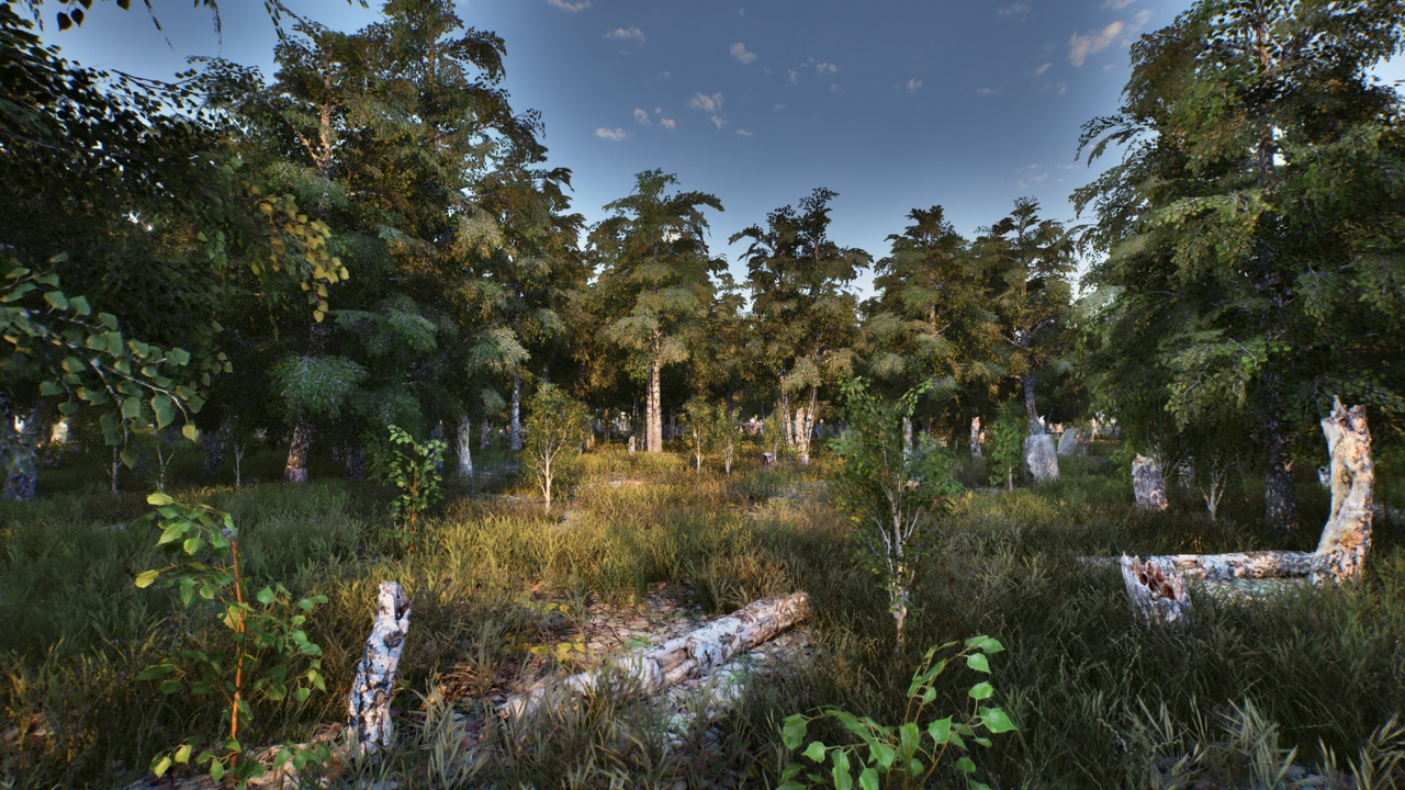 Media 1 for listing Birch Wood