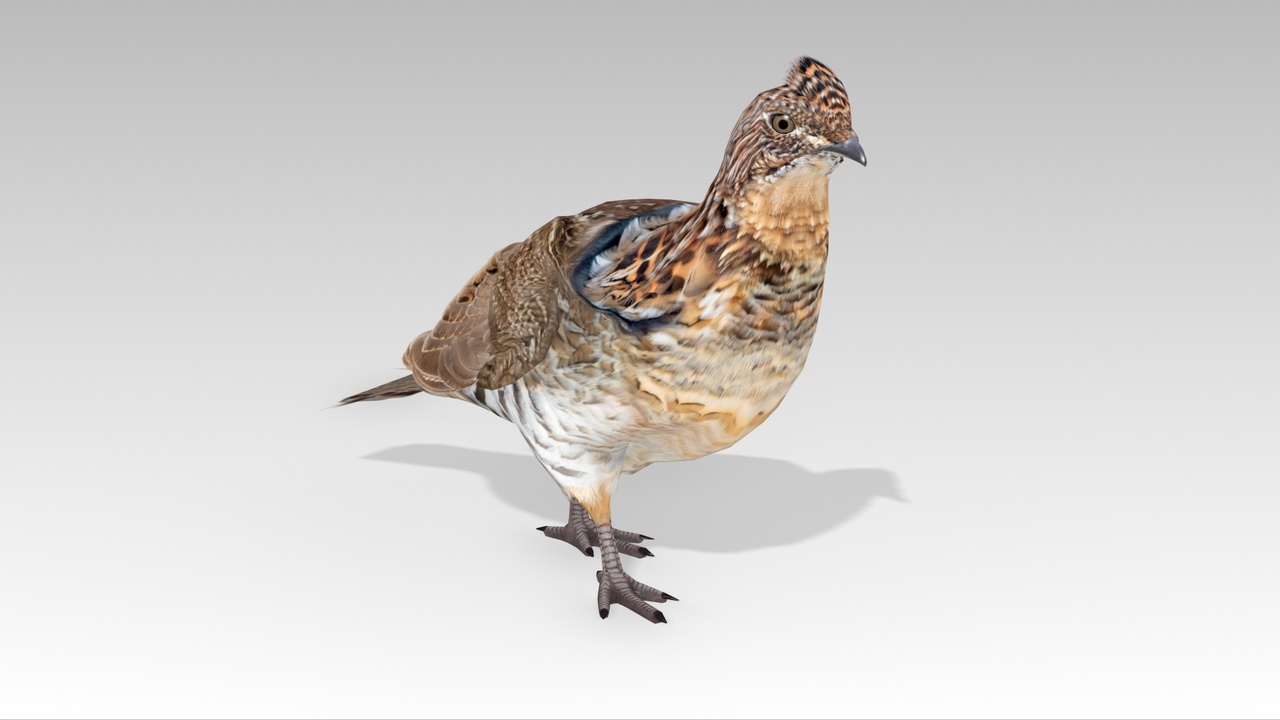 Media 1 for listing Grouse