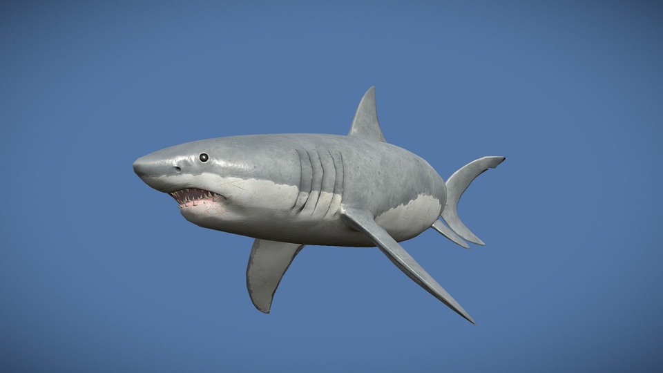 Giant White Shark　絶滅種　特大　完全体 Giant White Shark絶滅種特大完全体