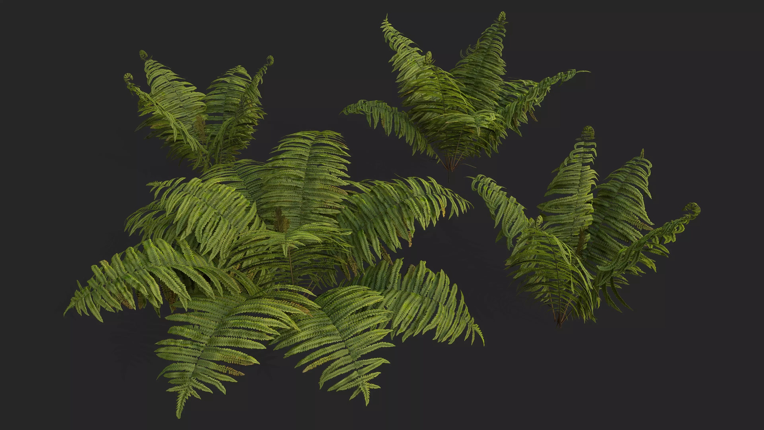 Media 1 for listing Ostrich Ferns