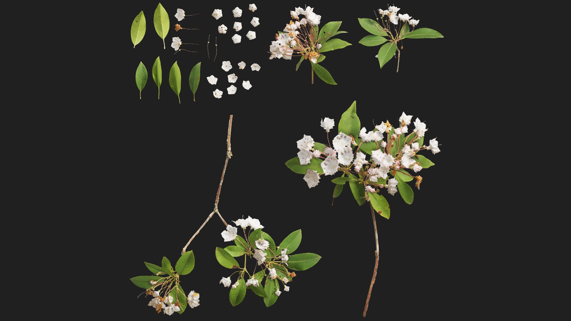 Media 1 for listing Mountain Laurel Atlas 01