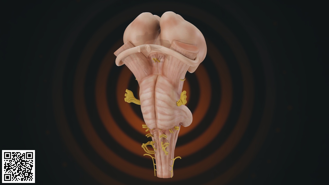 Human Brainstem Anatomy  – High Detail Medical 3D Model 제품 등록을 위한 미디어 1개