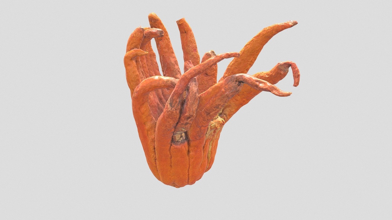 Media 1 for listing Buddhas hand