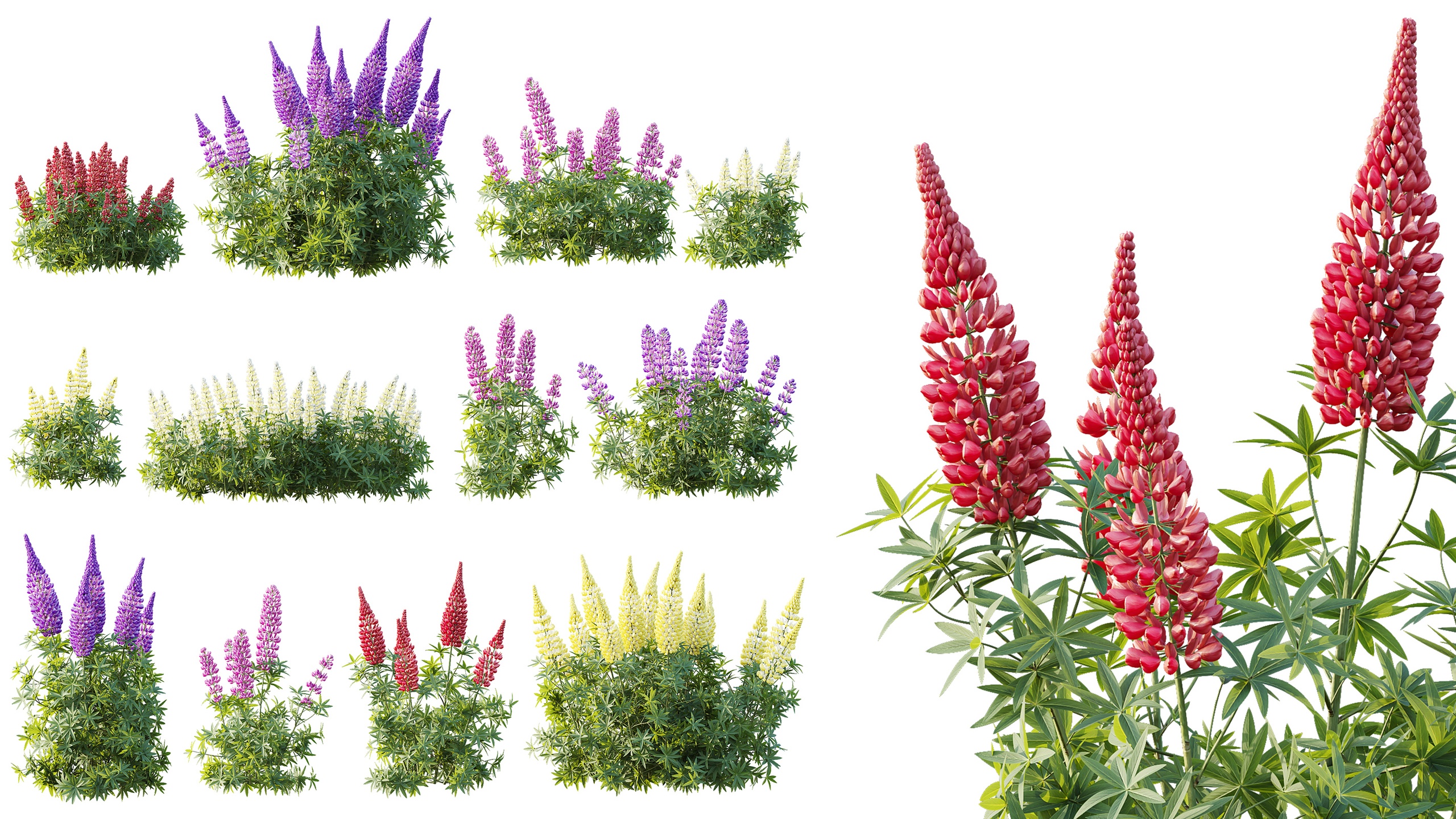 Media 1 for listing AV Plant Russell Lupine Lupinus Polyphyllus Noble Maiden Flower