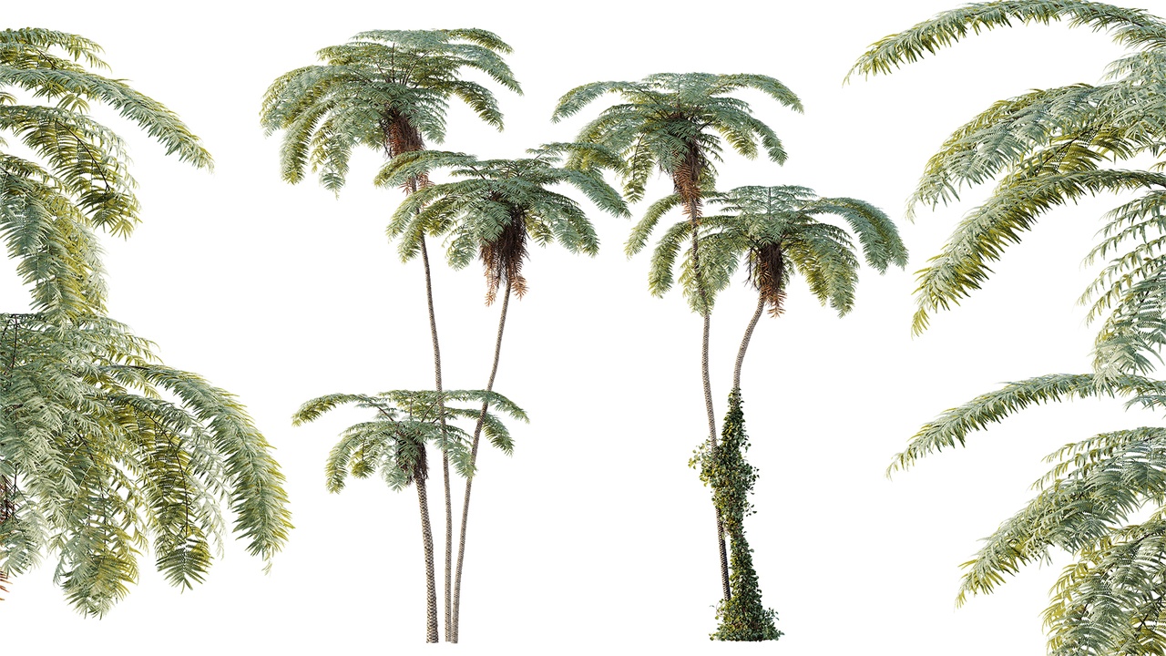Media 1 for listing AV Plant Sphaeropteris Lepifera Palm Tree 02