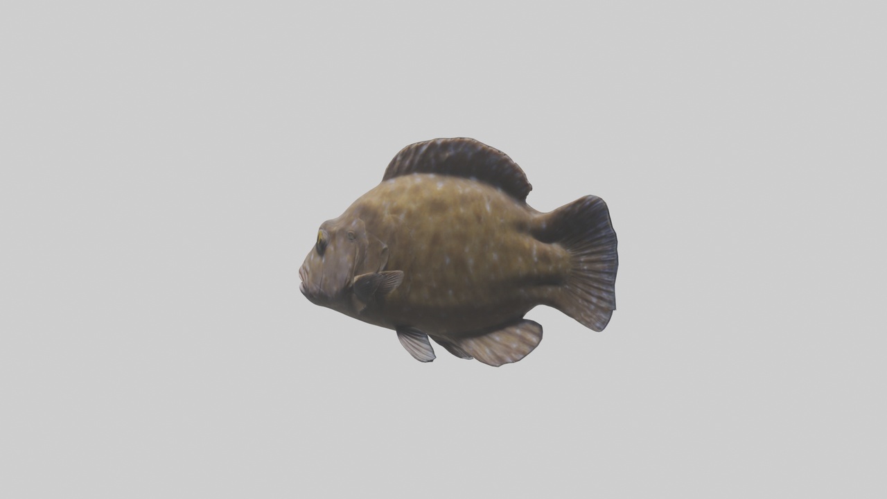 Media 1 for listing Dusky Grouper hiding model