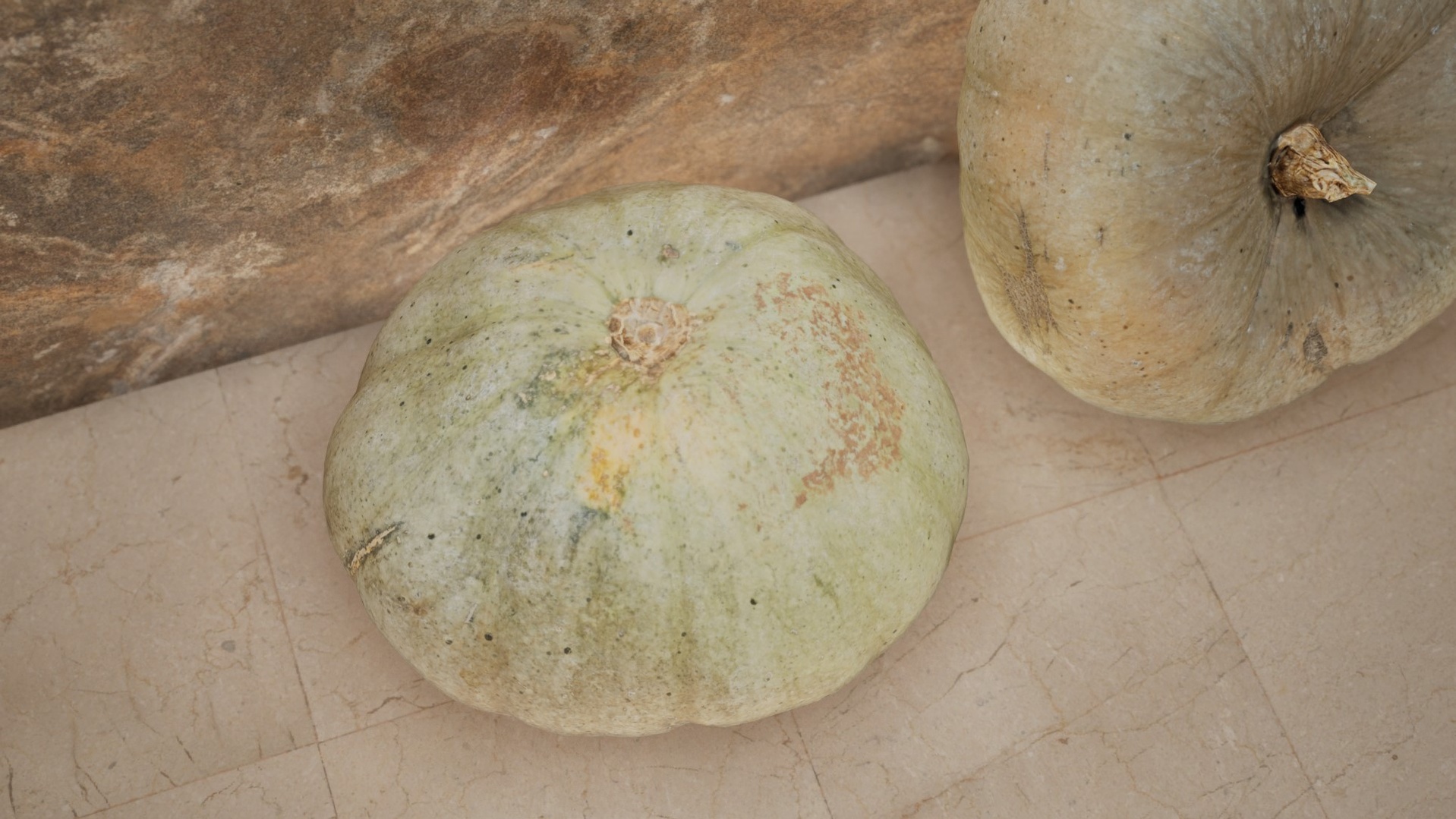 Media 1 for listing Pumpkin Scan - Mottled Green-Gray