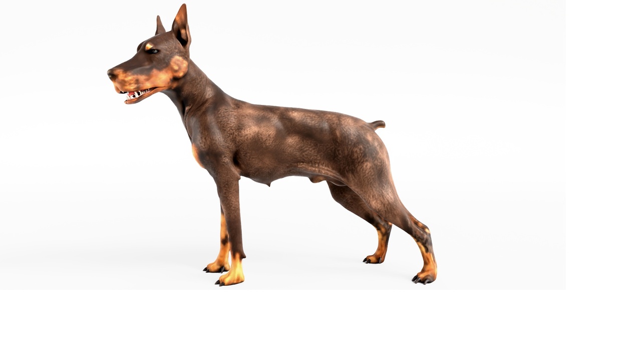 Media 1 for listing Brown Doberman Dog – Realistic Guard Dog (Game-Ready, Rigged & Animated)