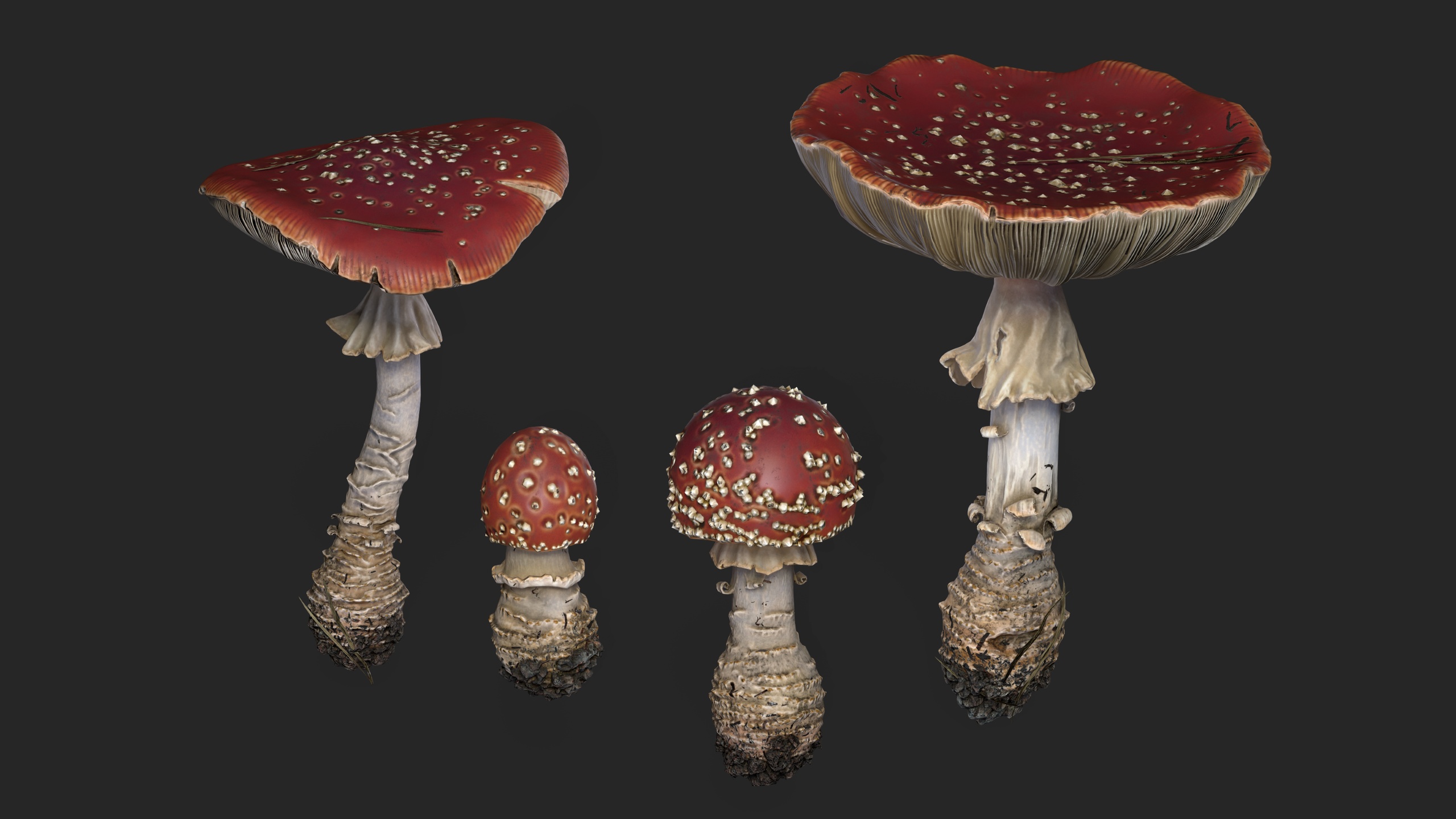 Media 1 for listing Fly agarics mushroom