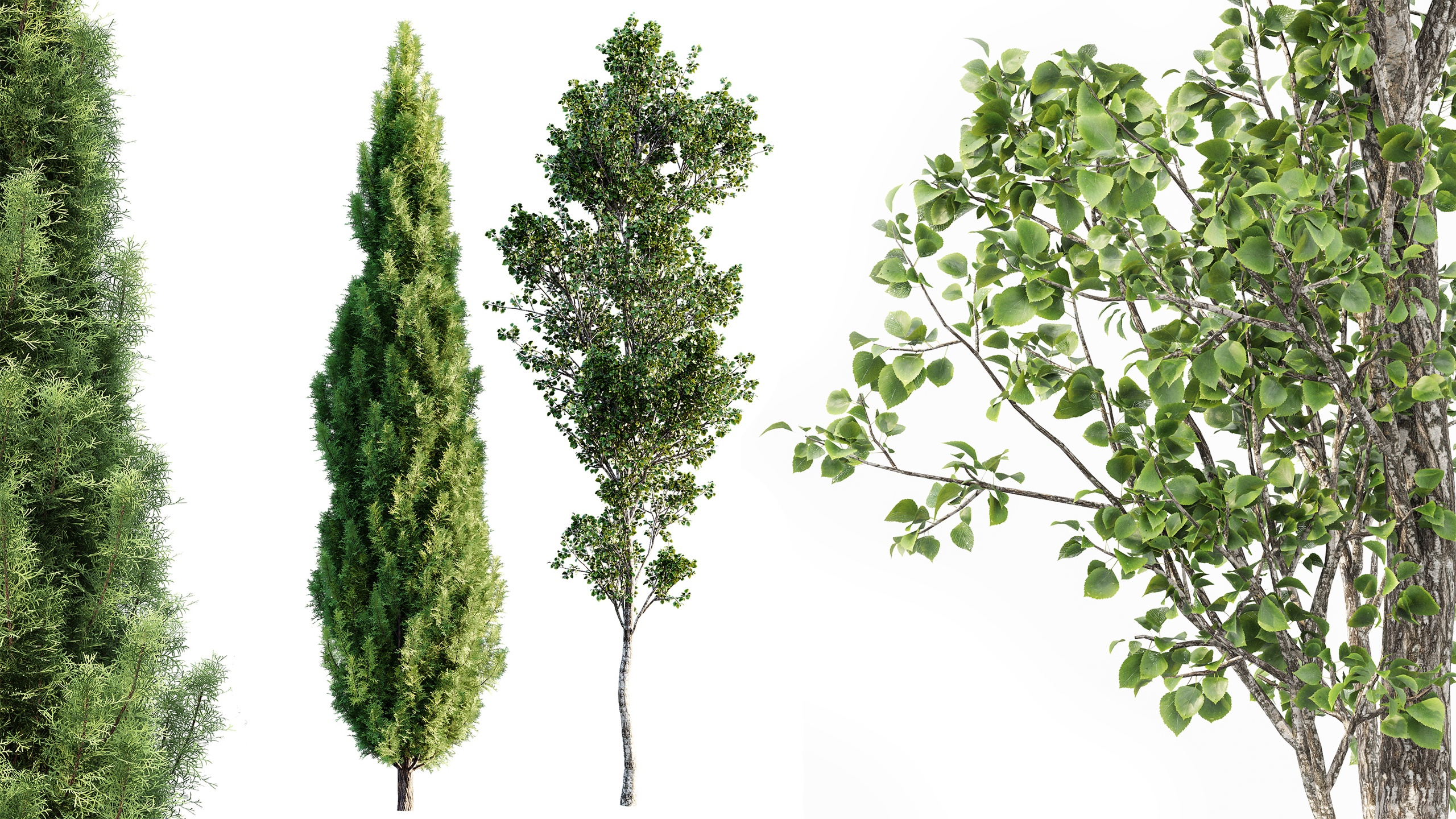 Media 1 for listing AV Mediterranean Cypress and Birch 2trees
