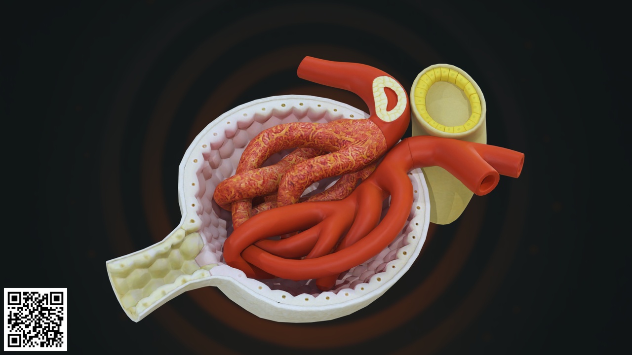 Média 1 pour l'article Human Kidney Cross Section – Detailed Renal Anatomy 3D Model