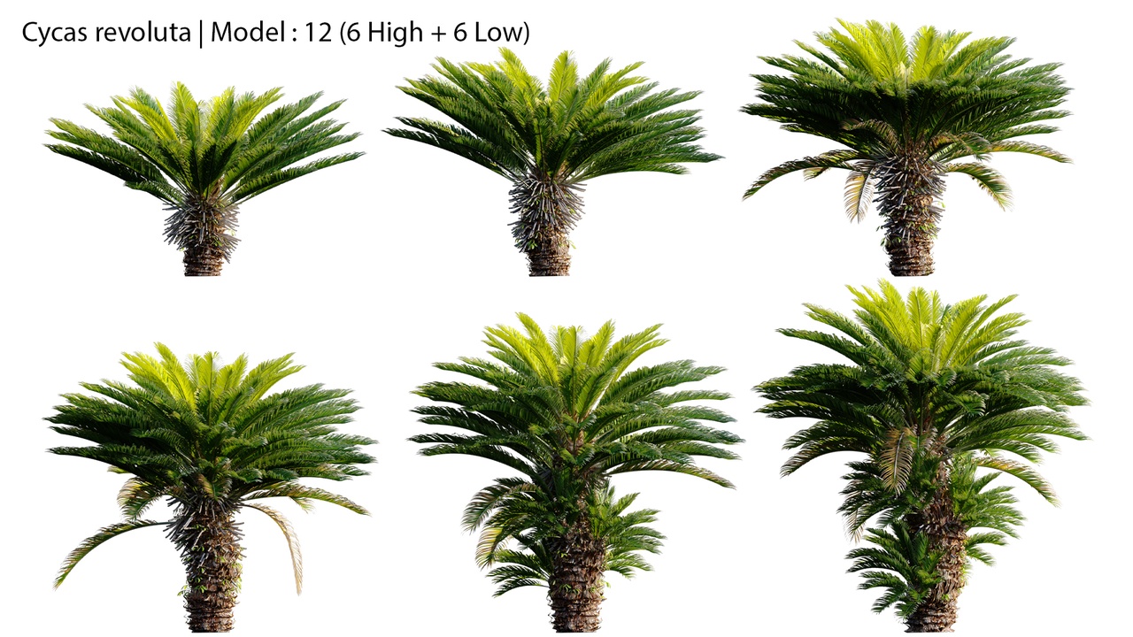 Media 1 for listing Cycas revoluta - Sago palm