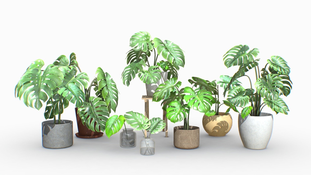 Media 1 for listing Monstera House Plants Pack M01