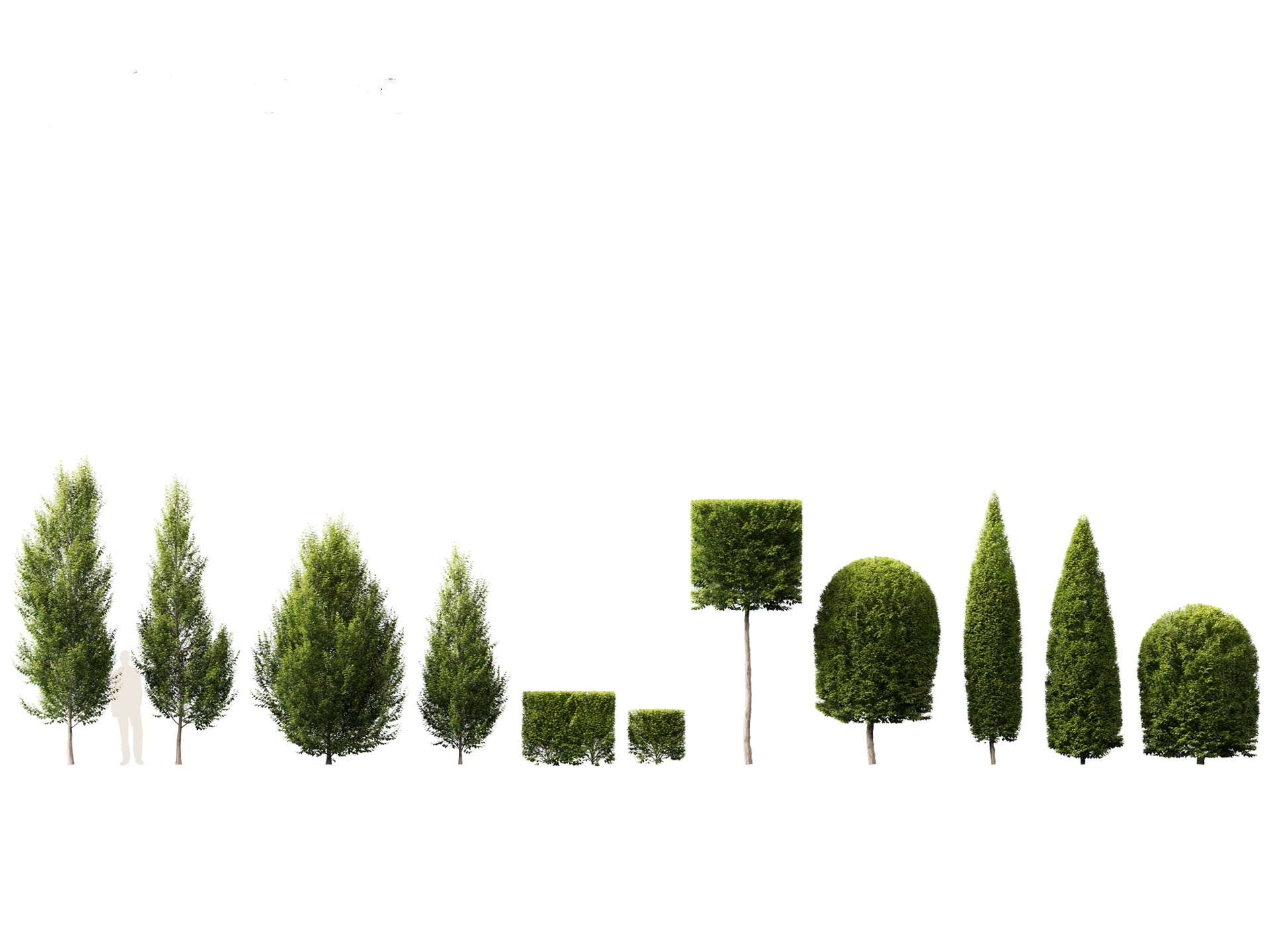 Media 1 for listing Carpinus betulus - European hornbeam