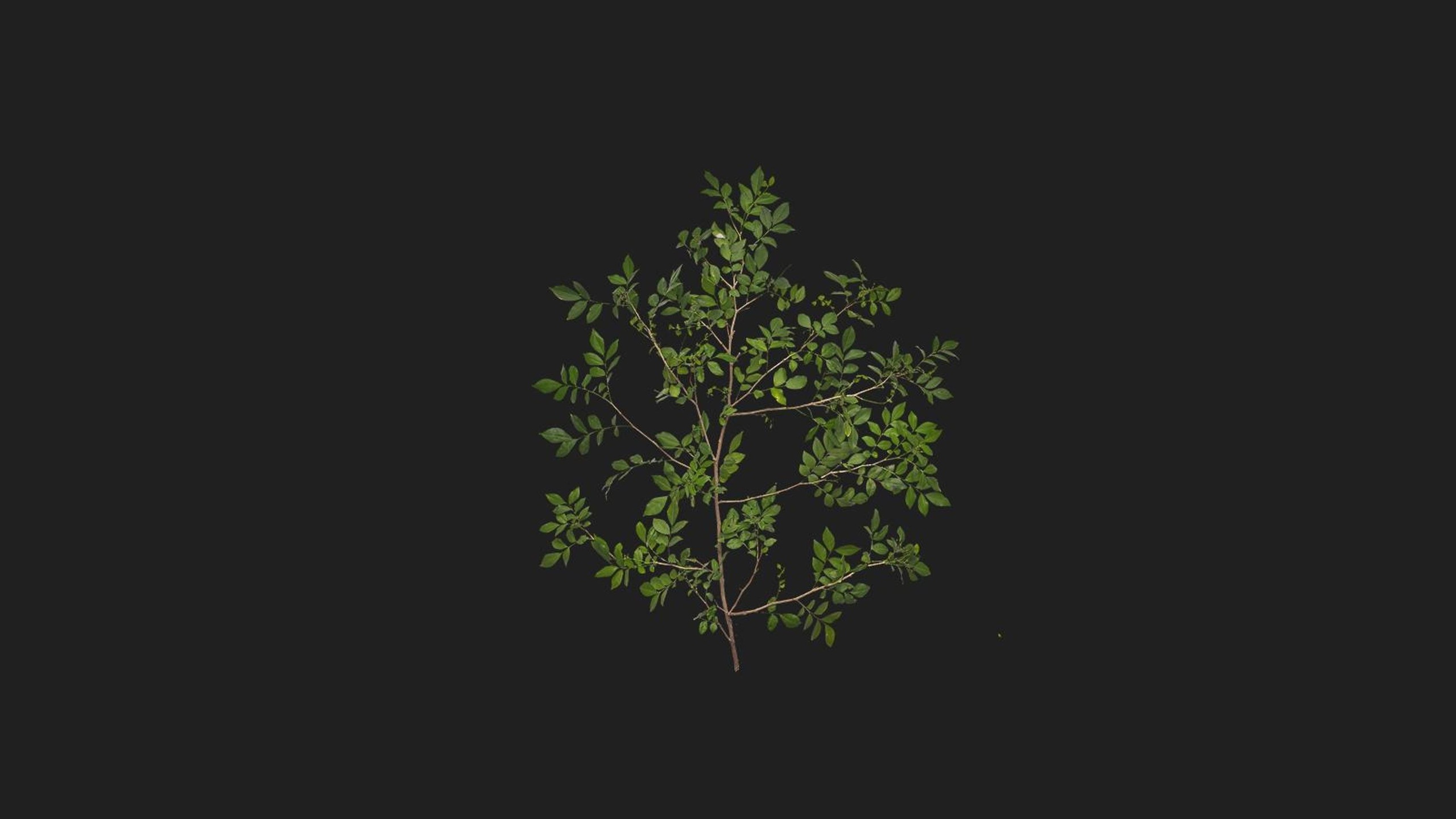 Green Shrub | Fab