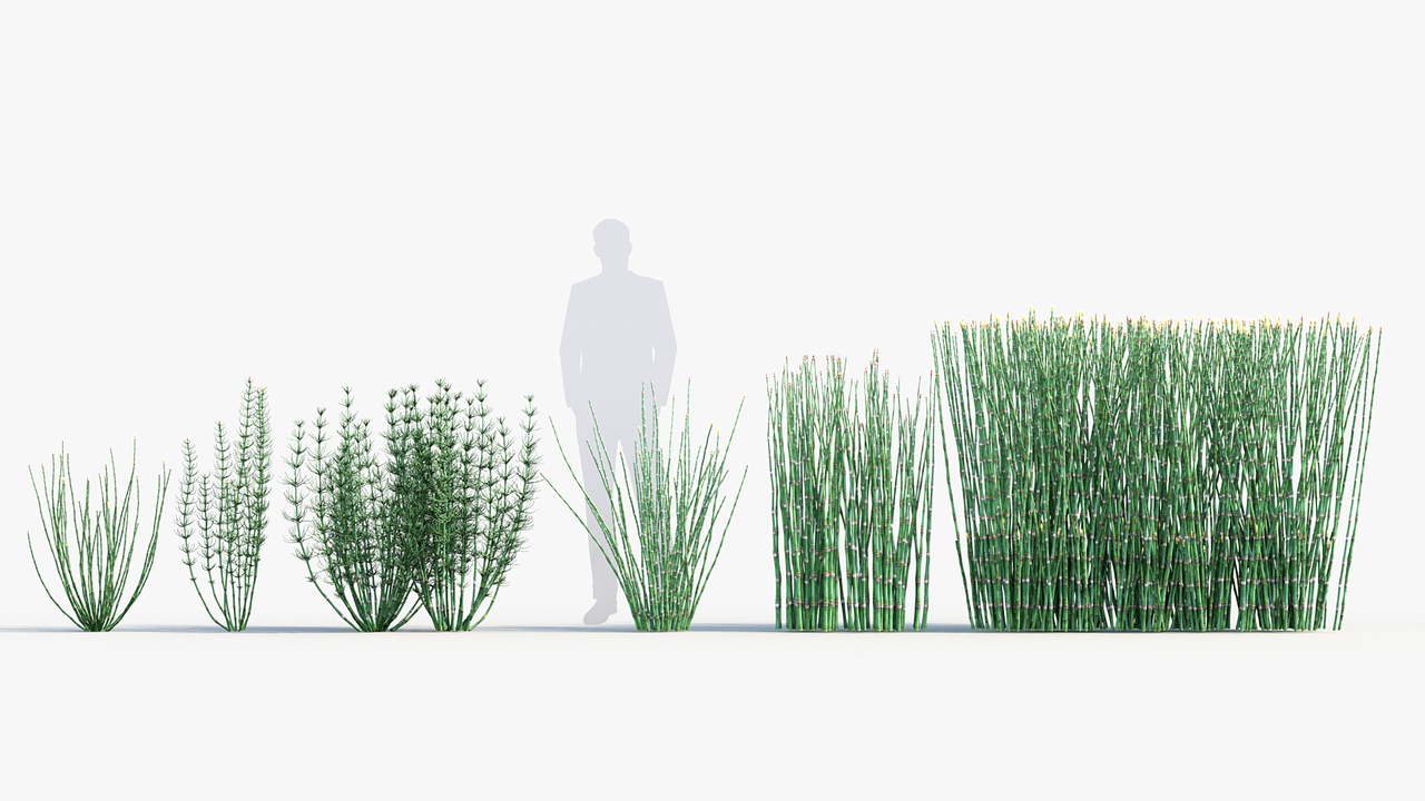 Media 1 for listing Equisetum hyemale - Rough horsetail