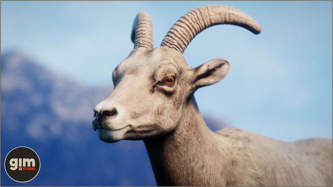 Media 1 for listing Animalia - Bighorn Sheep (female)