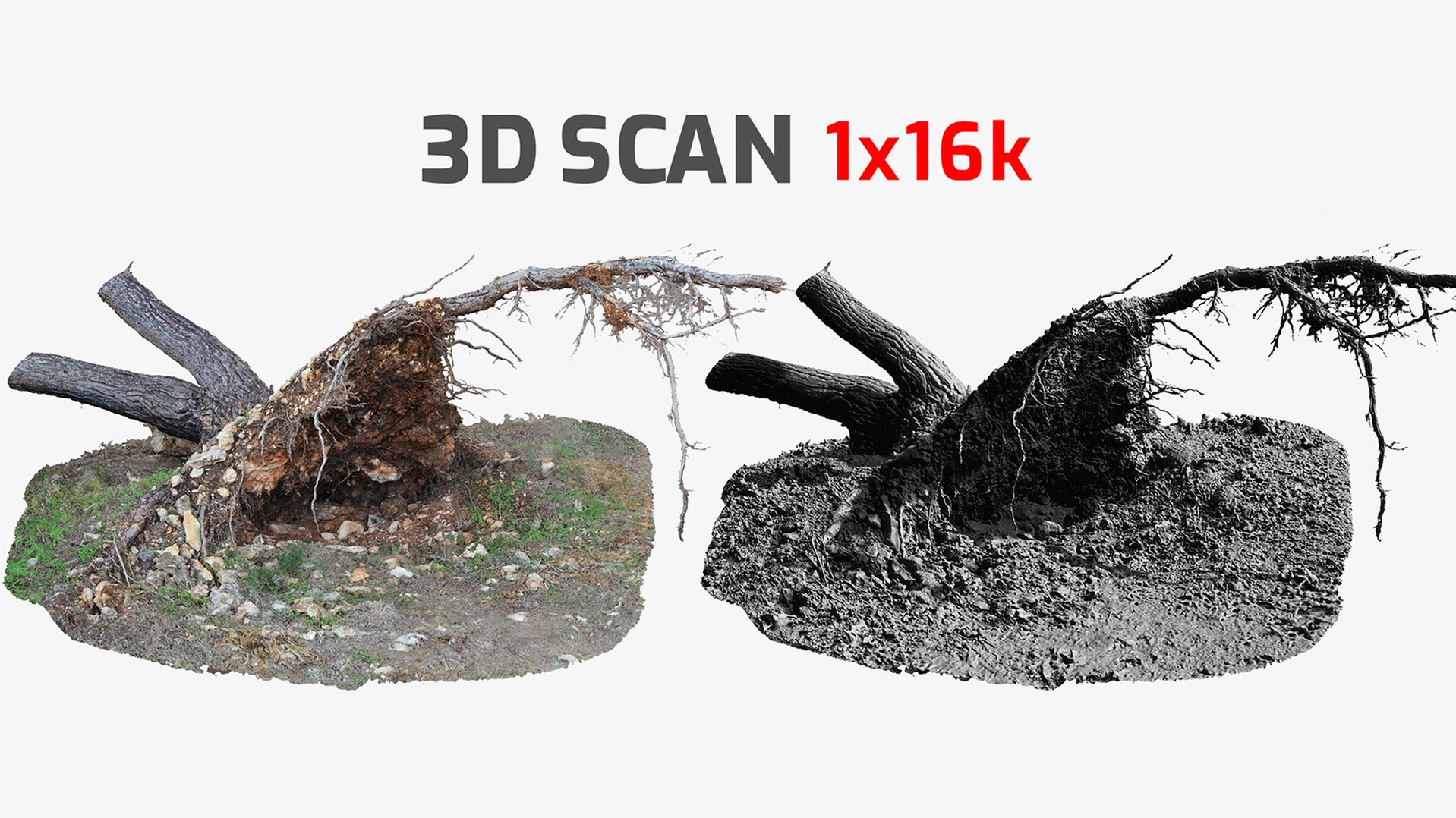 Media 1 for listing Fallen Pine Tree Bare Roots 16k Textures RAW 3D Scan