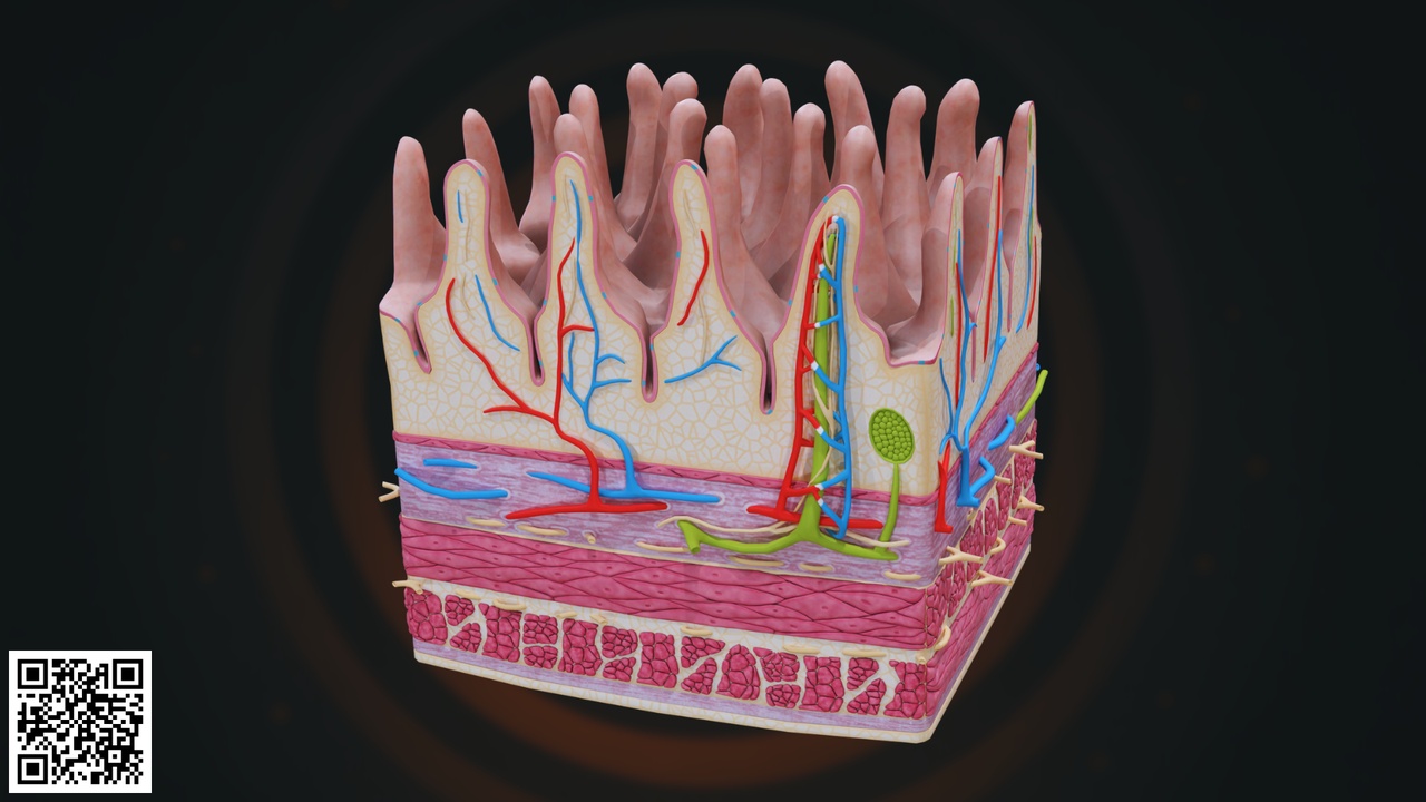 Human Small Intestine Villi Anatomy 제품 등록을 위한 미디어 1개