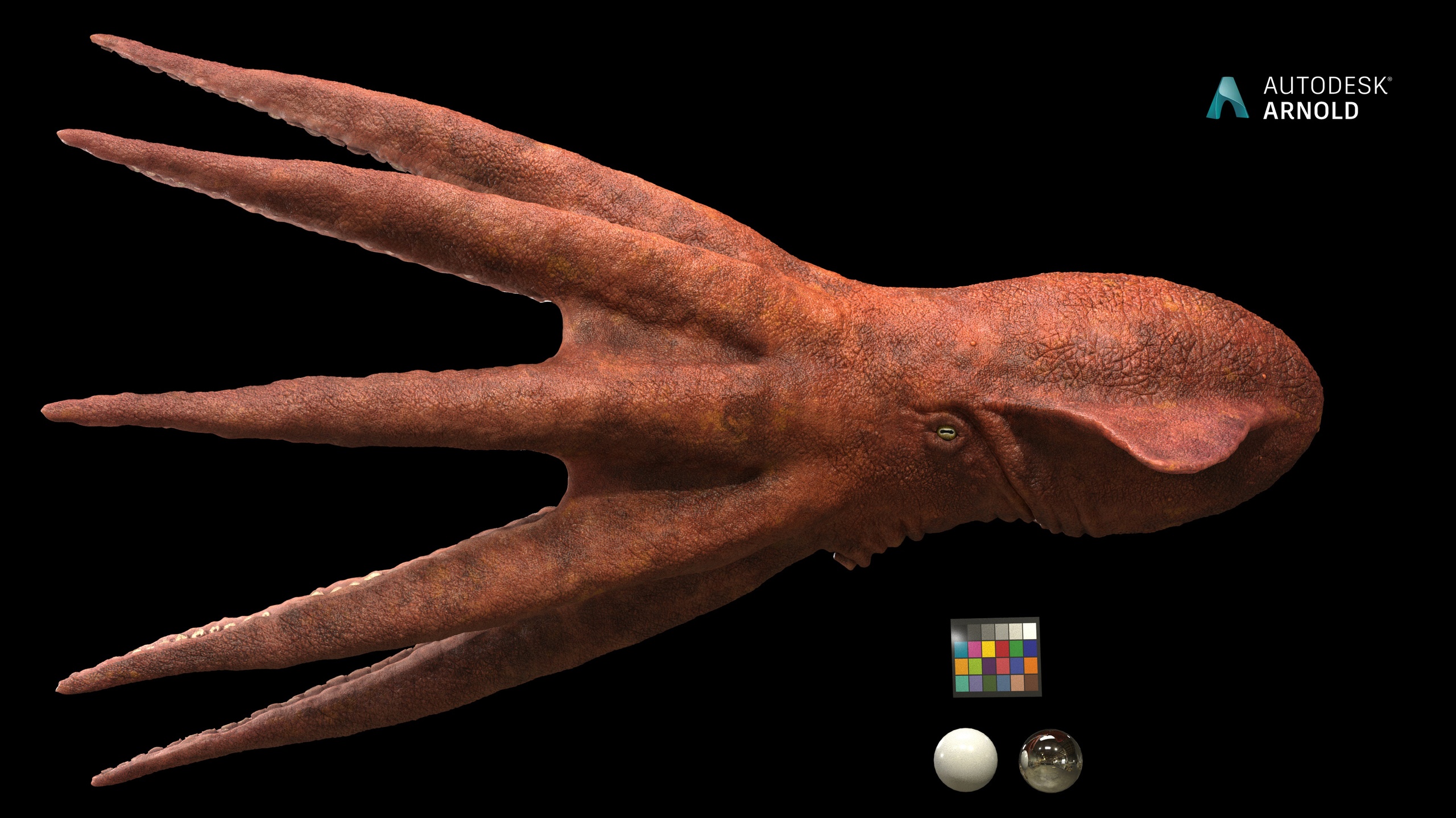 Media 1 for listing Nanaimoteuthis - Prehistoric Giant Octopus