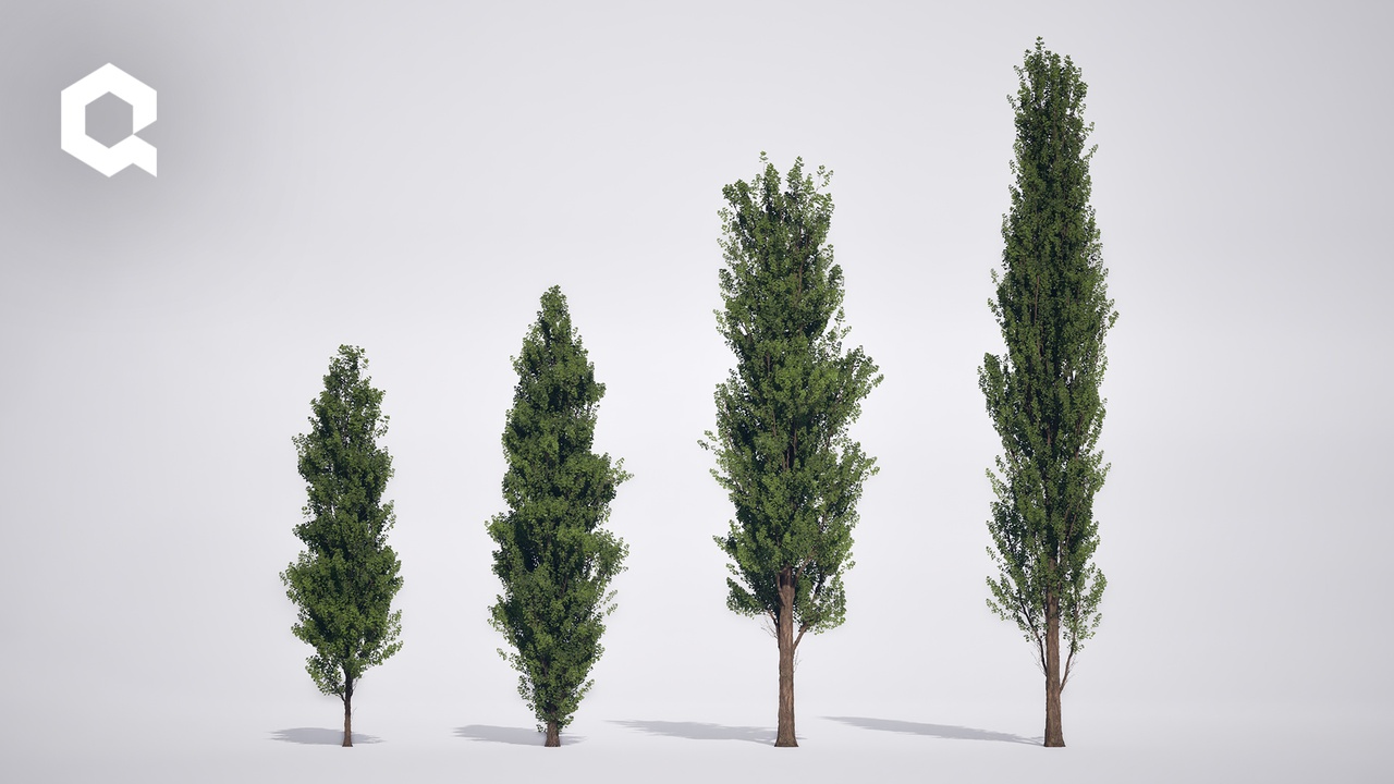 Media 1 for listing Megaplants: Black Poplar