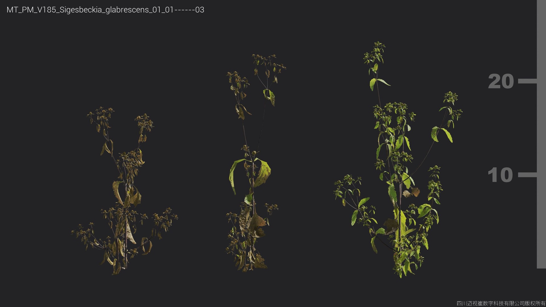 Media 1 for listing V185 Sigesbeckia glabrescens