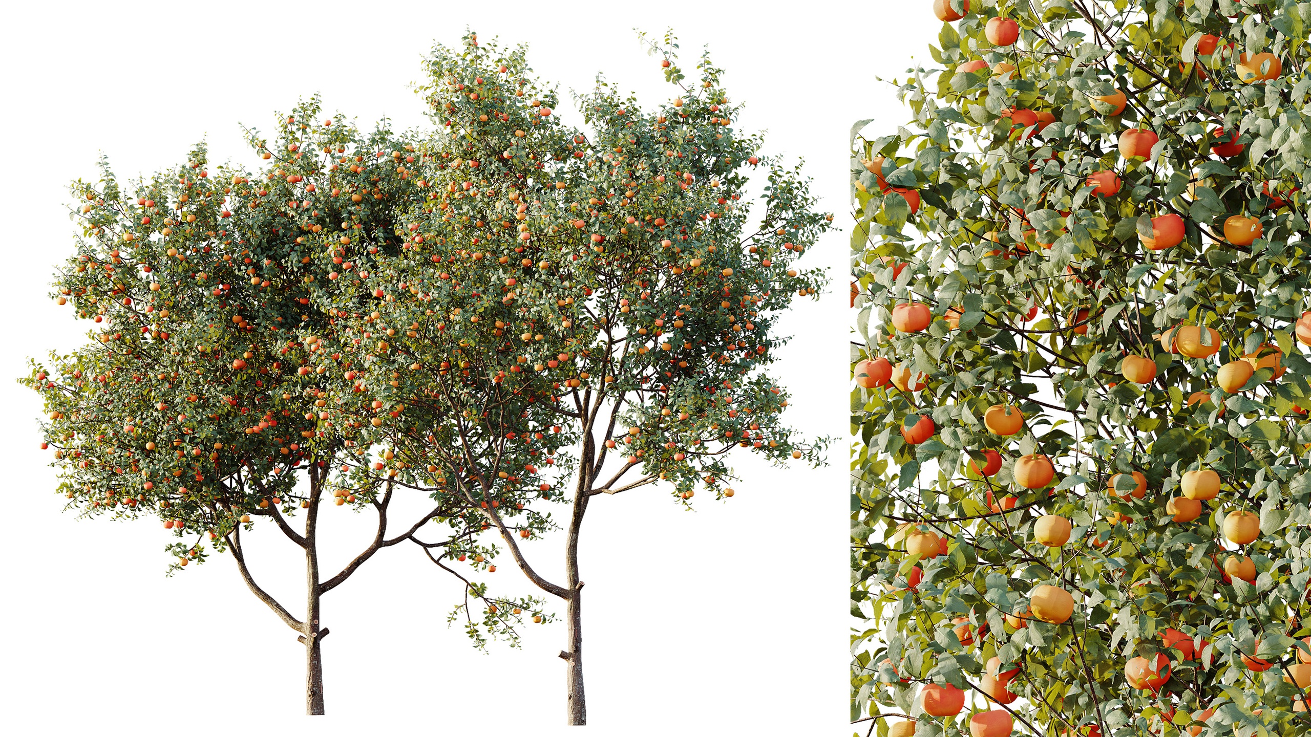 Media 1 for listing AV Plant Citrus Dancy Mandarin Tangerine Fruit Tree 01