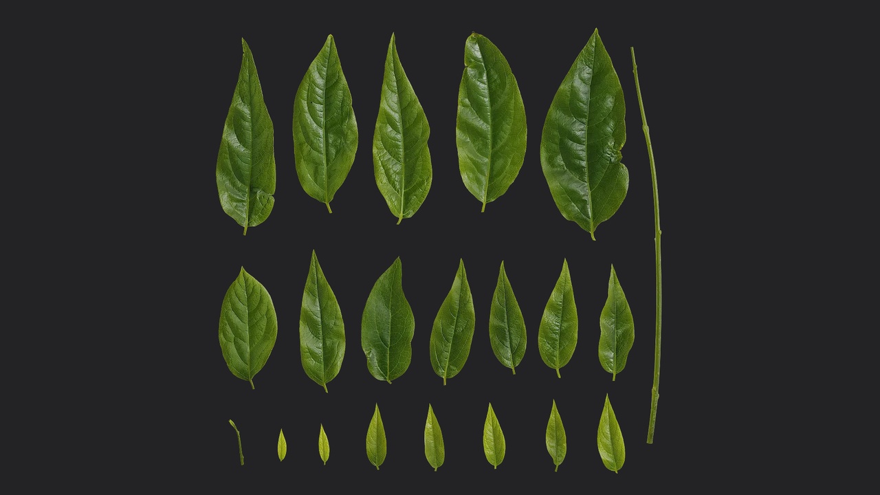 Media 1 for listing Chimonanthus praecox Leaf 08