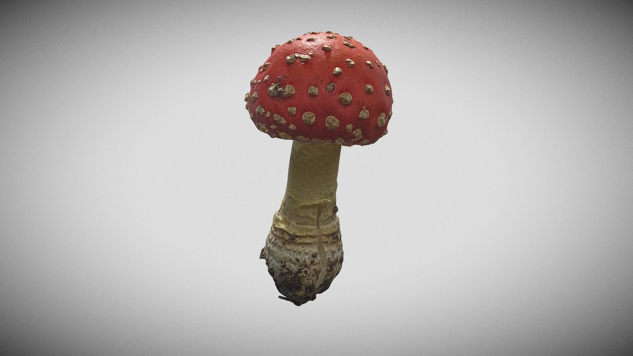 Media 1 for listing Young Amanita Muscaria