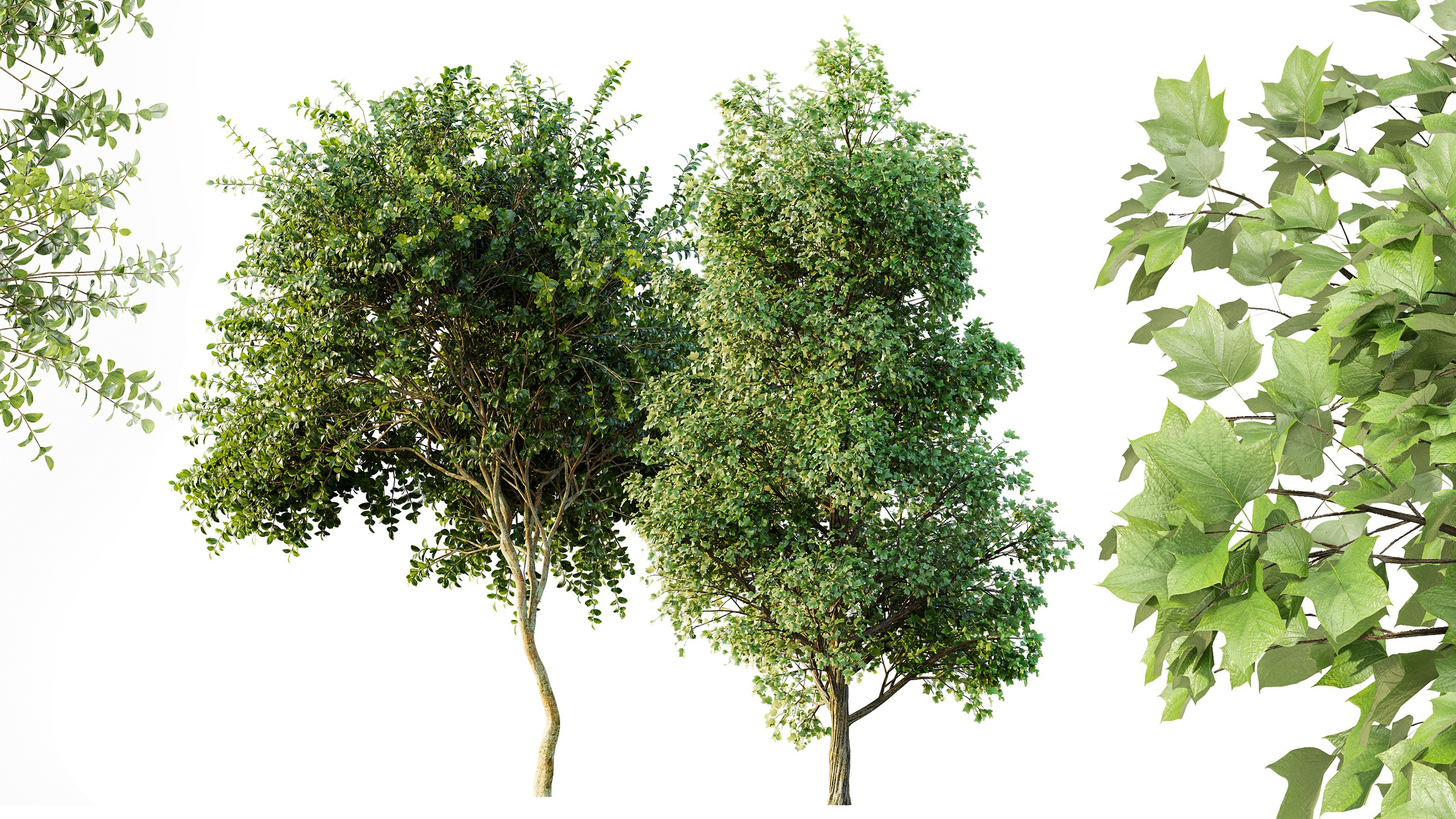 Media 1 for listing AV Tulip poplar and Joy Perfume Orange Michelia Champaca