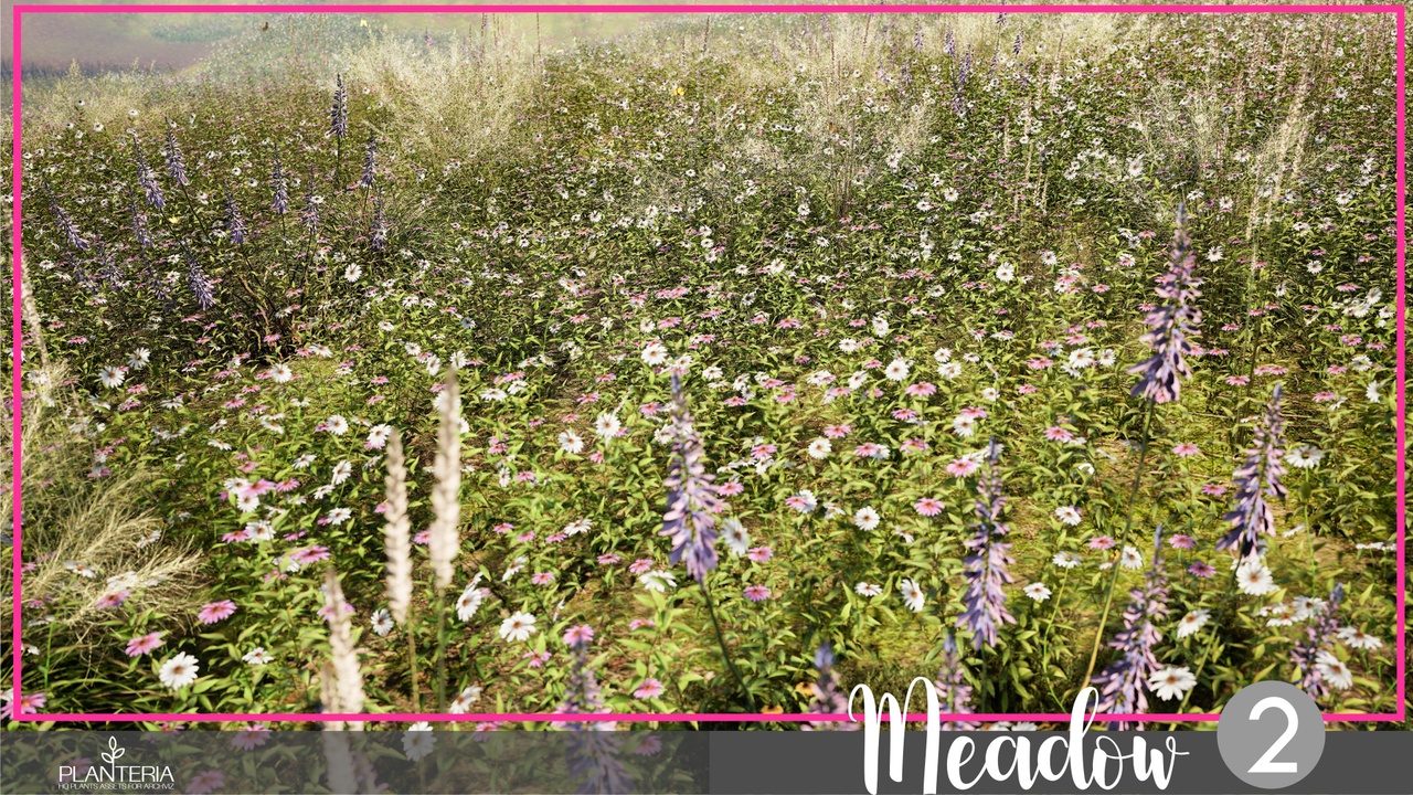 出品Meadow 2のメディア1