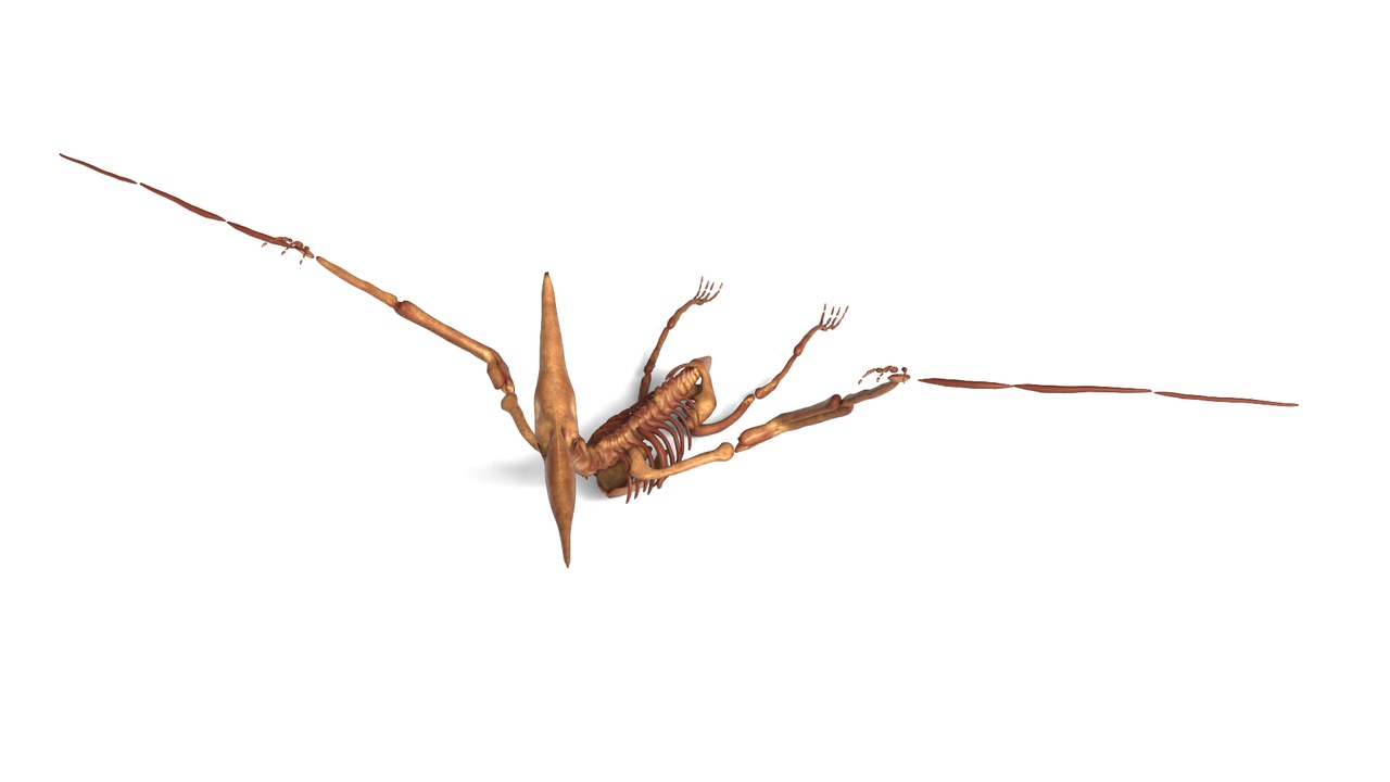 Media 1 for listing Pteranodon Skeleton – Rigged Prehistoric Flying Reptile