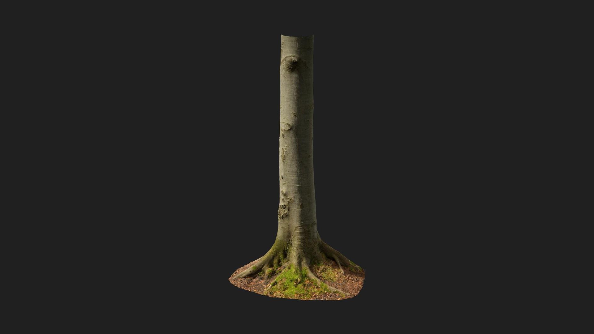 Beech Tree Trunk | Fab
