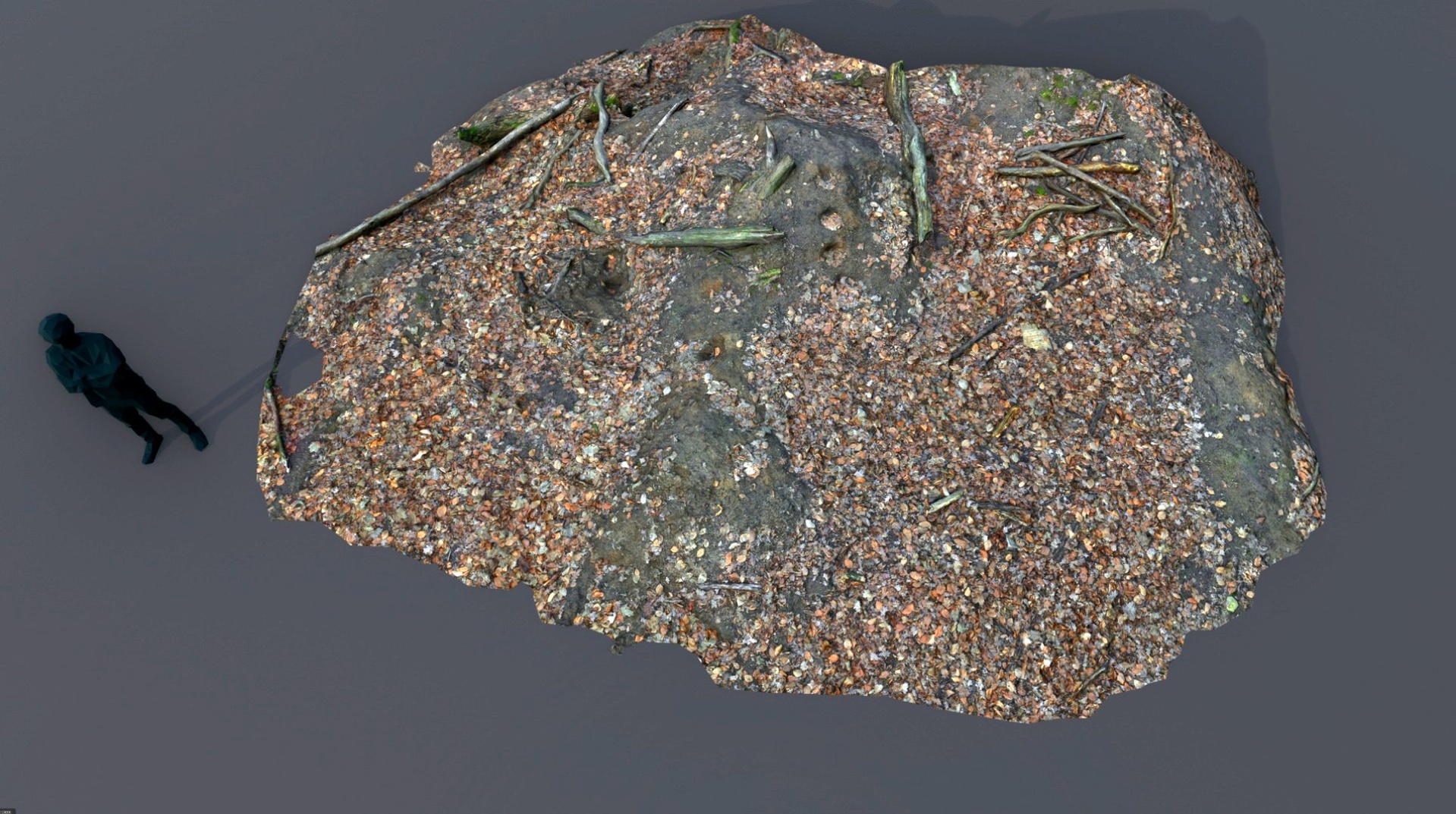 Media 1 for listing forest ground logs leaves module