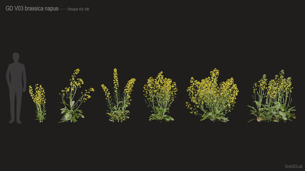 Media 1 for listing Brassica napus - Rapeseed