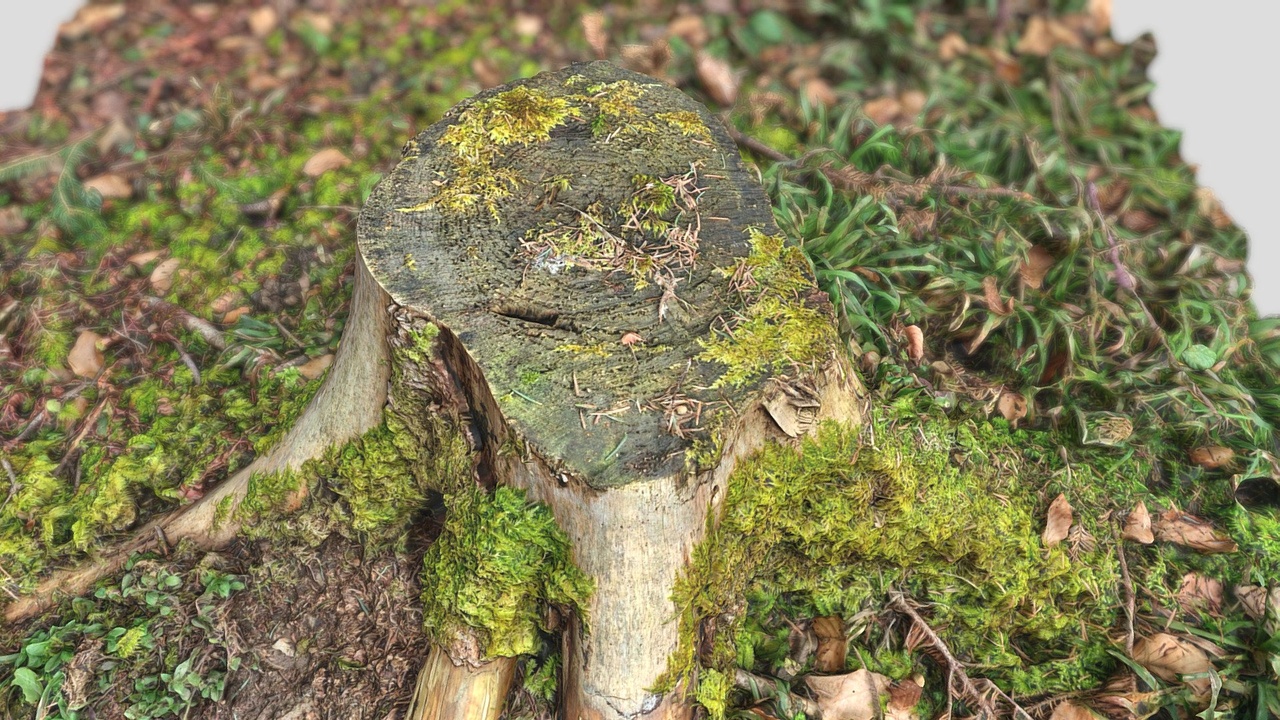 Tree stump scan 8k 028 | Fab