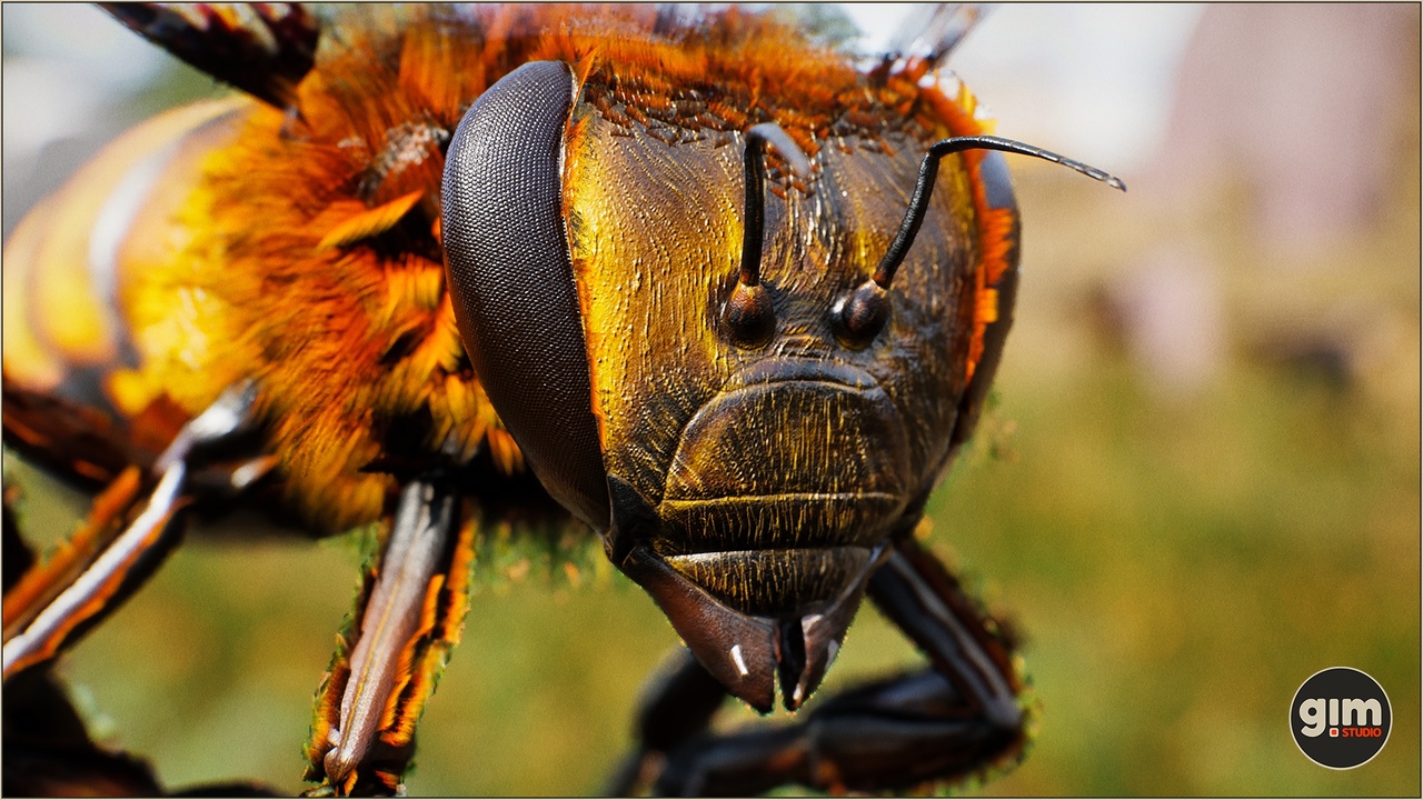 Media 1 for listing Animalia - Honeybee