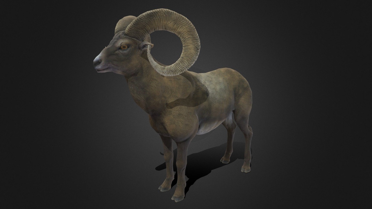 Media 1 for listing Bighorn sheep - Ram - Goat