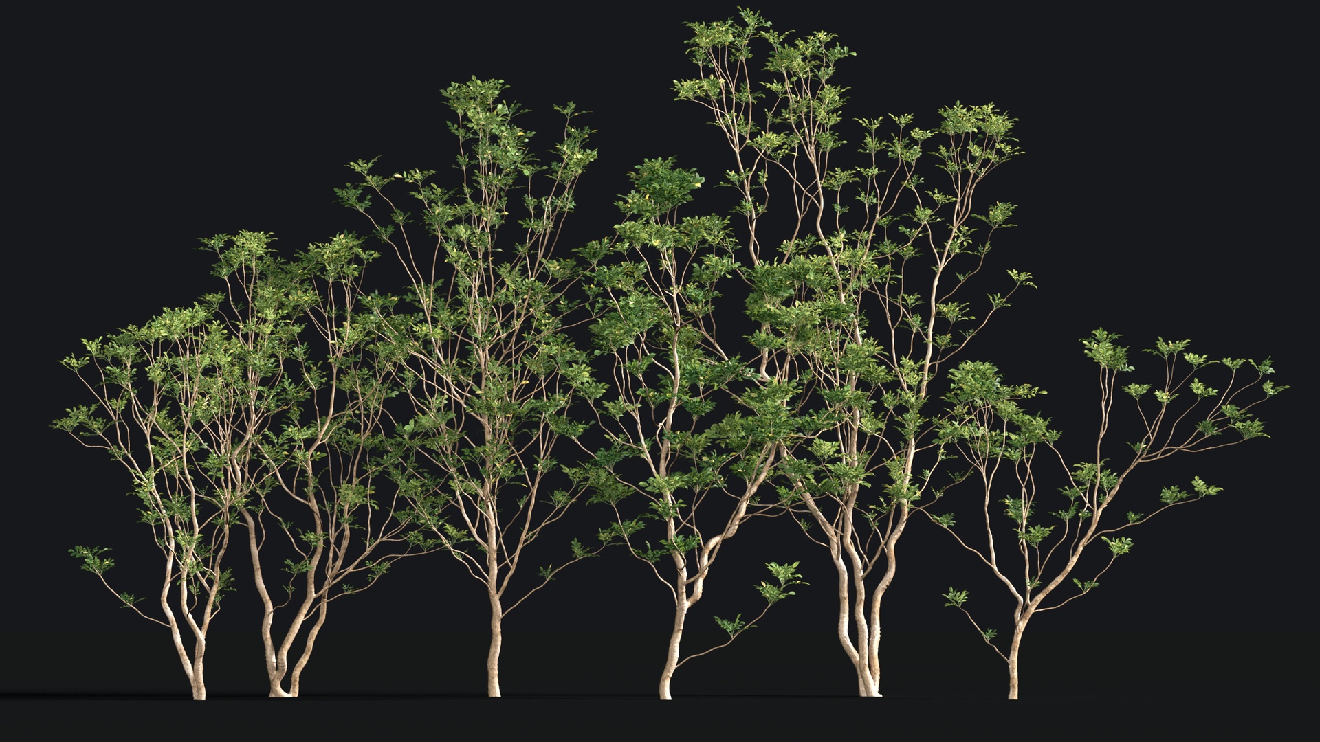 Media 1 for listing Japanese Small Tree 03